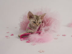 devon rex 48