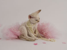 devon rex 49