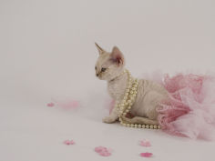 devon rex 50