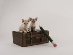 devon rex cat hd