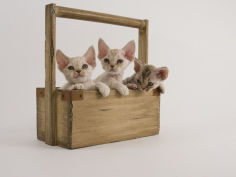 devon rex desktop wallpaper