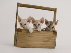 devon rex hd wallpaper