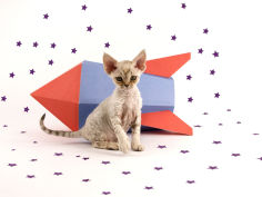 devon rex wallpaper