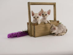 devon rex widescreen