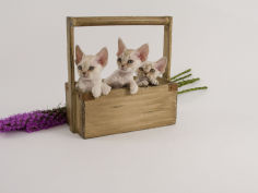 devon rex widescreen wallpaper