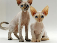 female tortoiseshell and red devon si rex kittens