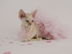 wide wallpaper devon rex