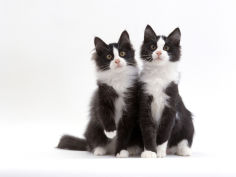 12 week identical brothers black and white kittens