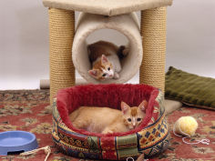 12 week kittens settled into new home with bed and leisure play centre and toys