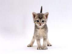 4 week ticked silver kitten desktop wallpaper