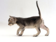 4 week ticked silver kitten