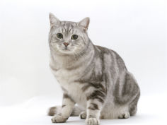 4 year silver tabby male kitten