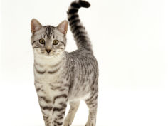 5 month silver spotted male