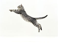5 month silver spotted shorthair male jumping at full stretch back hollow