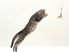 5 month silver spotted shorthair male jumping