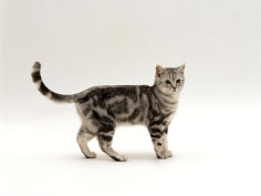 6 month silver tabby male kitten