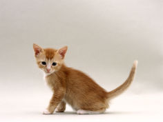6 week kitten