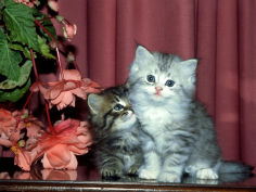 6 week old kittens