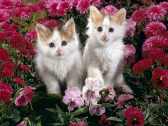 7 week white and tortoiseshell kittens among pink pansies and chrysanthemums