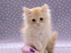 8 week fluffy cream kitten with sad expression