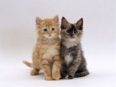 8 week fluffy tortoiseshell and ginger kittens