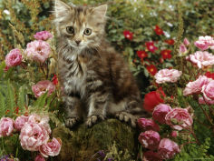 8 week long haired tabby kitten with pink roses
