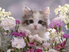 8 week silver tortoiseshell and white kitten among flowers