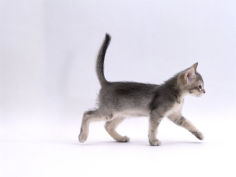 8 week ticked silver kitten walking profile