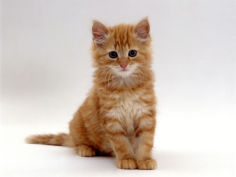 8 weeks fluffy ginger male kitten