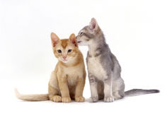 9 week blue cream kitten grooming her red brother