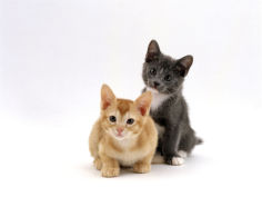 9 week red and blue kittens