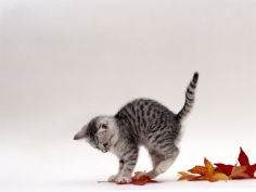 9 week silver tabby kitten playing with leaves