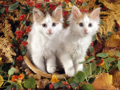 9 week white and tortoiseshell sisters and in a basket with hazelnuts