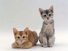 9 weeks red and blue cream kittens lying and sitting