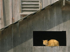 a barn cat basks in the sunlight