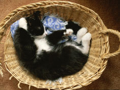 a black and white domestic short hair kitten sleeps in his basket