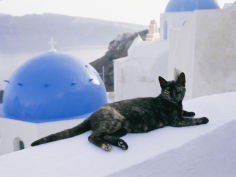 a black cat sitting atop a low wall