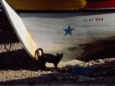 a black cat stands next to the bow of a painted wooden fishing boat