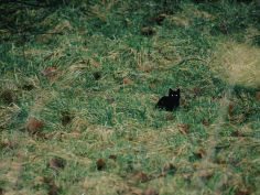 a black cat