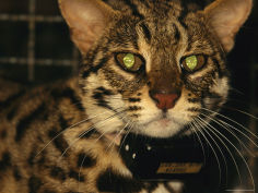 a captive leopard cat with a tracking collar