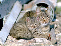 a cat and her kitten snuggle together as they sunbathe on a cold winters day