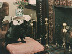 a cat is perched on an ottoman in front of a fireplace