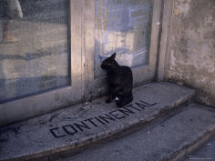 a cat looks in a doorway in old havana cuba