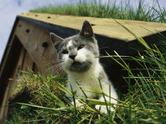 a cat perches on a sod covered roof