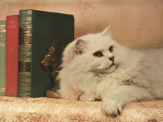 a cat rests near a stack of books
