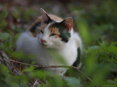 a cat sits in the grass