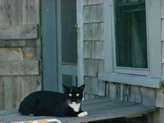 a cat sits on a porch