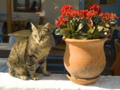 a cat sits on a white stucco wall next to a potted kalanchoe plant