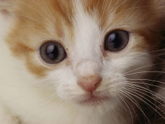 a close view of a cat