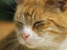 a domestic cat takes a nap